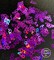 Polyester Glitter - Semicolon Glitter Shape by Glitter Heart Co.™